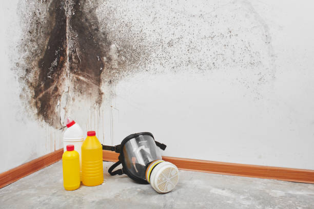 Best Office Mold Removal Services  in Hden Springs, ID