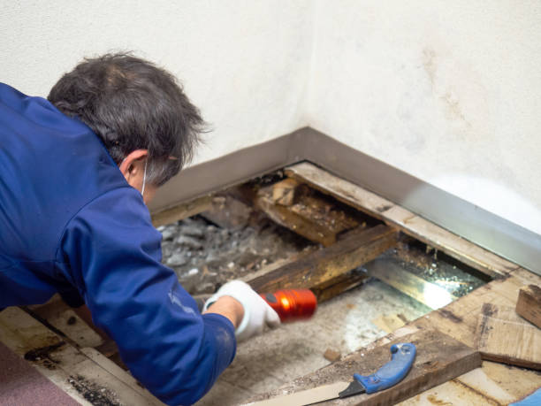 Best Home Mold Removal  in Hden Springs, ID