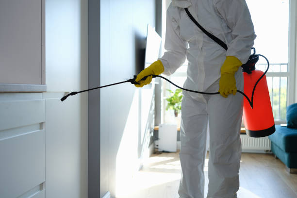 Attic Mold Removal in Hidden Springs, ID