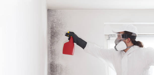 Best Residential Mold Removal  in Hden Springs, ID