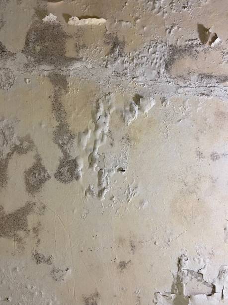 Best Commercial Mold Removal  in Hden Springs, ID