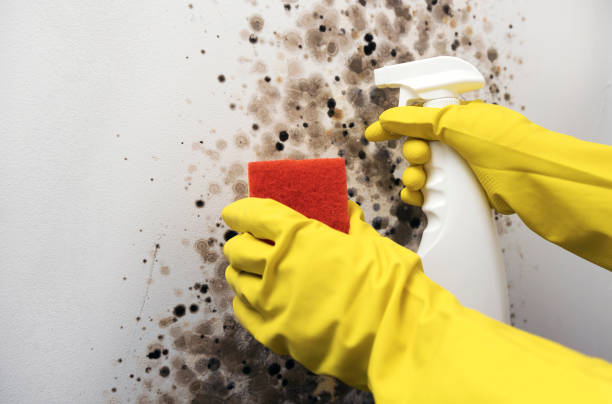 Professional Mold Removal in Hidden Springs, ID