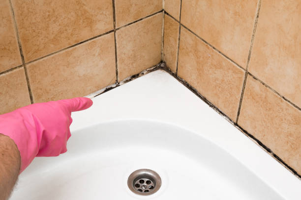 Best Mold Damage Repair  in Hden Springs, ID
